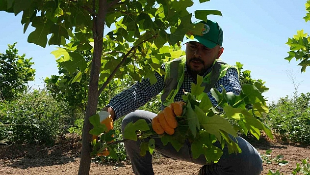 Malatya'da 30 bin fidan toprakla buluşacak