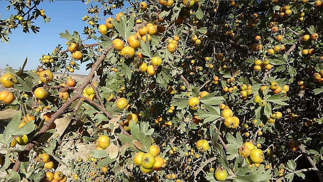 Malatya'da aşılı alıç hasadı başladı