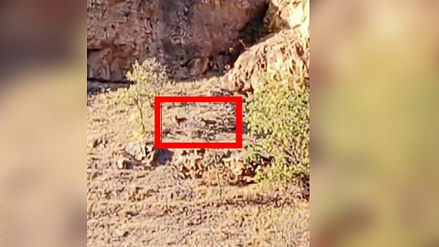 Malatya'da dağlık alanda yaban keçileri kameraya takıldı