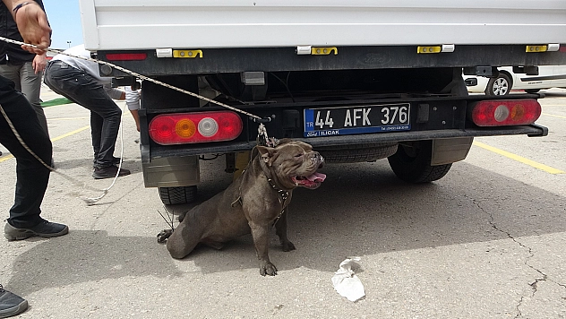 Malatya'da etkinlikte pitbull dehşeti