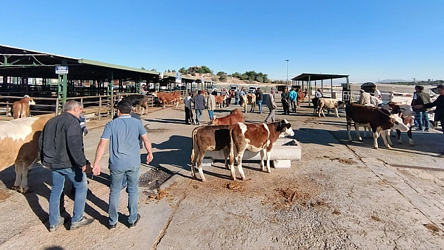 Malatya'da kapalı olan hayvan pazarı yeniden açıldı