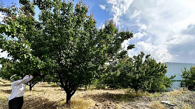 Kayısı Rekoltesinde Düşüş Bekleniyor