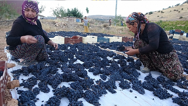 Malatya'da kilosu 500 TL'den alıcı bulan kuru üzüm yüz güldürüyor