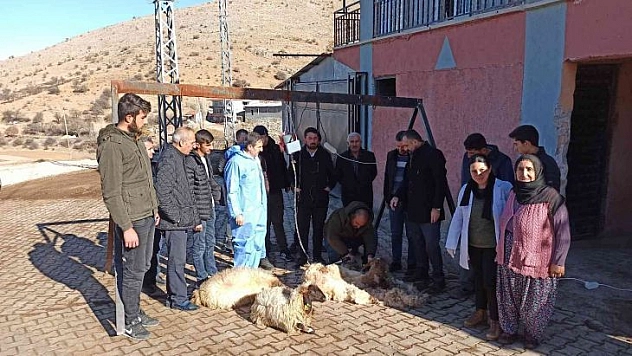 Malatya'da koyun kırkma eğitimi