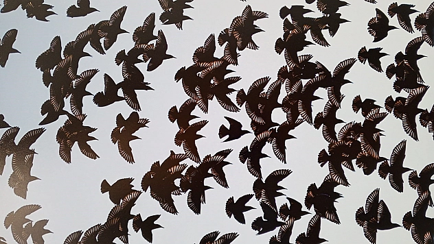 Malatya'da 'Kuşların Dünyası' sergisine yoğun ilgi