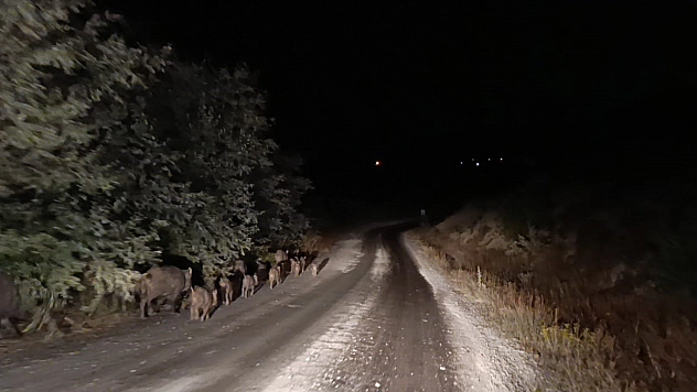 Malatya'da sürü halinde görüntülendi
