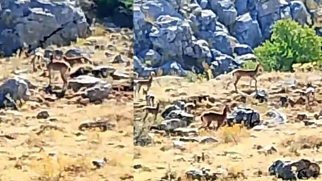 Malatya'da sürü halindeki yaban keçileri görüntülendi