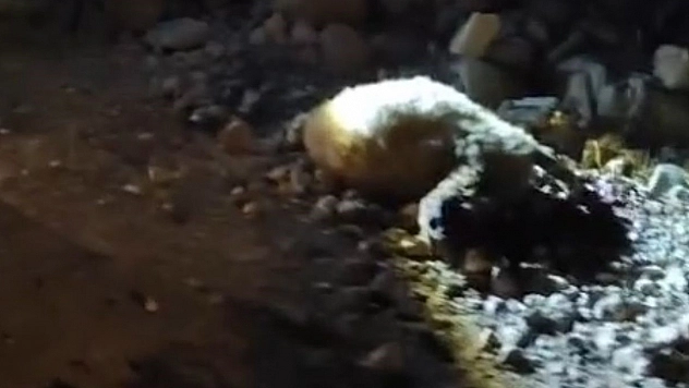 Malatya'da tırın çarptığı 13 küçükbaş hayvan telef oldu