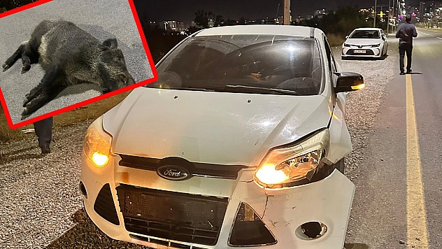 Malatya'da yaban domuzu kazaya neden oldu