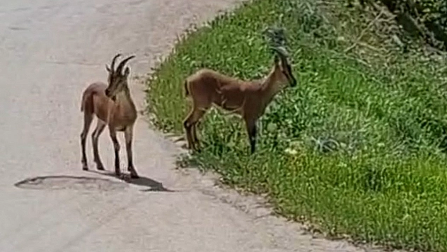 Malatya'da, yaban keçileri kayısı bahçesine indi