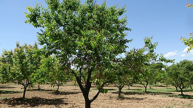 Malatya'da yeniden yeşeren kayısı ağaçları çiftçileri umutlandırdı