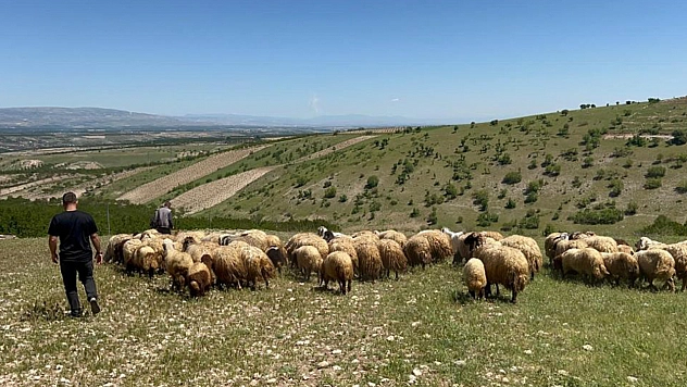 Malatya'da yetiştiriciler yayla yoluna çıktı