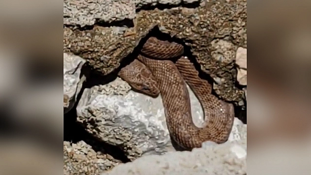 Malatya'da yılan paniği