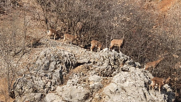 Malatya'da yüksek kayalıklarda dolaşan dağ keçileri kaydedildi