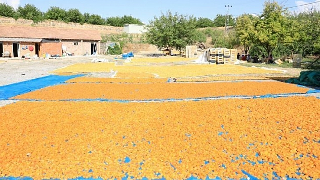 Malatya kayısısından 500 milyon Dolar gelir beklentisi