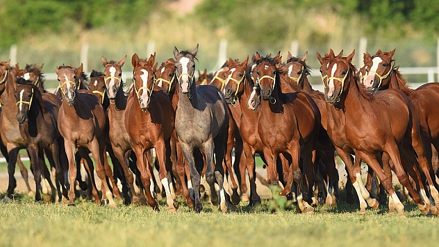 Malatya'nın şampiyon adayı Arap tayları İstanbul'da satışa çıkıyor