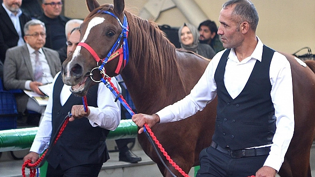 Malatya'nın şampiyon tayları rekor fiyata satıldı