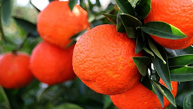 Mandalinanın Yeni Gözdesi Toros Kırmızısı