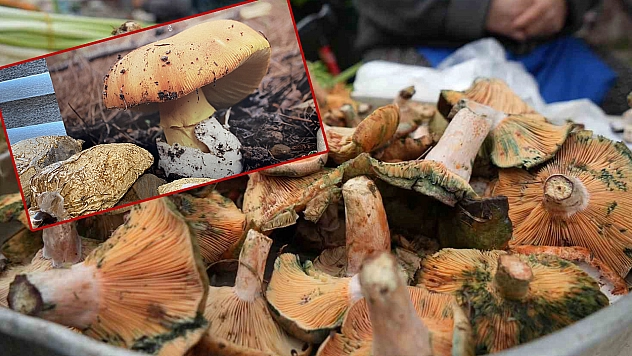 Mantar severler dikkat! Bu haberi okumadan tüketmeyin