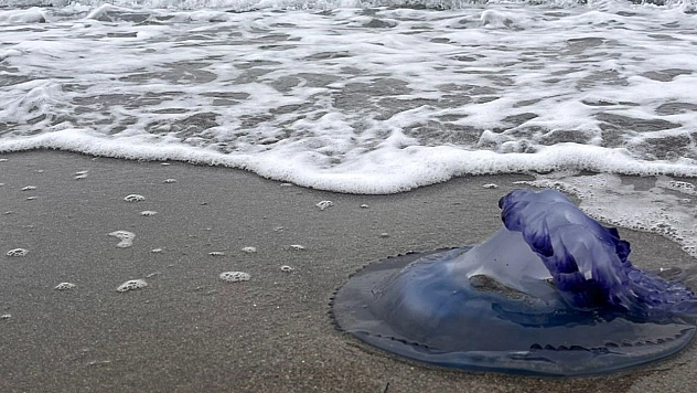 Mavi denizanaları sahile vurdu, görenler şaşırdı