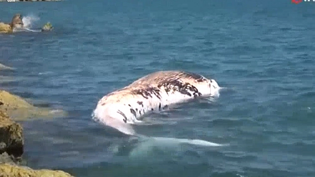 Türkiye'de ilk kez: Mersin'de Fin balinası bilime kazandırılıyor