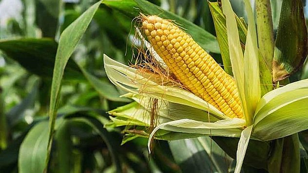 Mısır Fiyatları 10 Yılın Zirvesinde