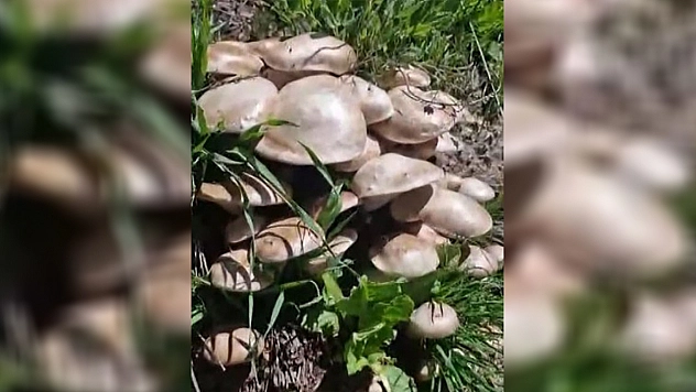 Munzur Dağları'nda mantar tarlasına denk geldi