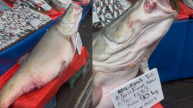 Murat Nehri'nde 90 kiloluk dev balık yakalandı