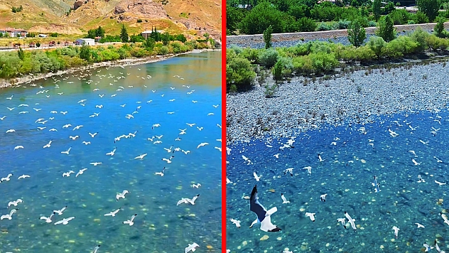 Murat Nehri'nde martı şöleni görüntülendi