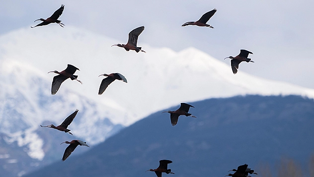 Nesli azalan Çeltikçi kuşları, Tunceli'de ilk defa görüntülendi