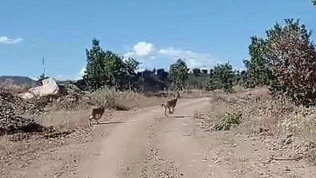 Nesli Tehlike Altında Yine Elazığ'da Görüldü!
