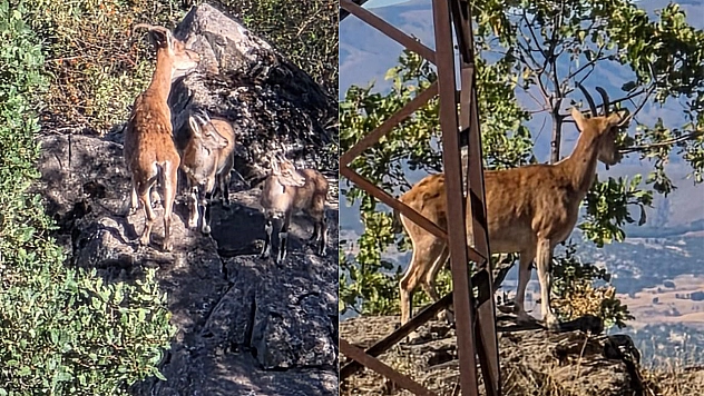 Nesli tehlike altındaki dağ keçileri Elazığ'da görüntülendi