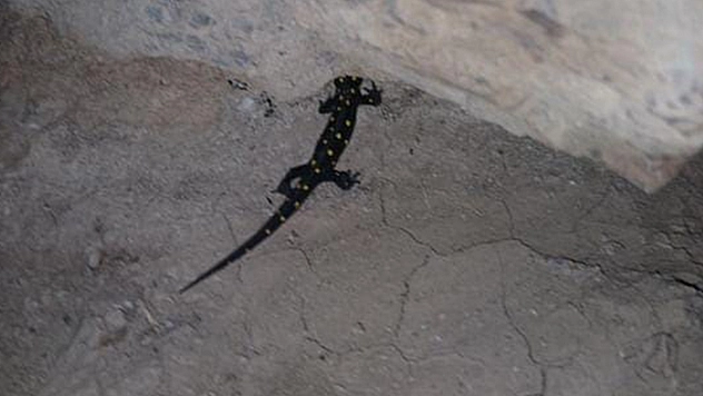 Nesli tükenme tehlikesi altında Elazığ'da her yerden çıkıyor