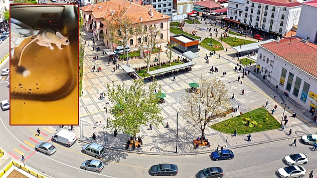 Nesli tükenme tehlikesi altındaydı, Elazığ'da görüntülendi!