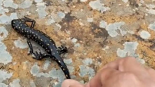 Nesli tükenme tehlikesi olan Benekli Semender Elazığ'da görüntülendi