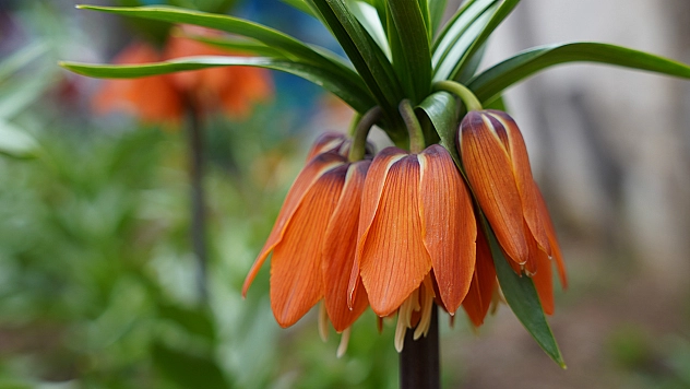 O çiçeği koparana 244 bin lira ceza