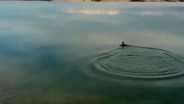 Oltaya balık yerine karabatak takıldı, vatandaş neye uğradığını şaşırdı