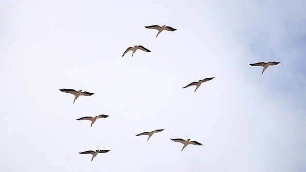 Onlarca Leylek Gökyüzünü Renklendirdi