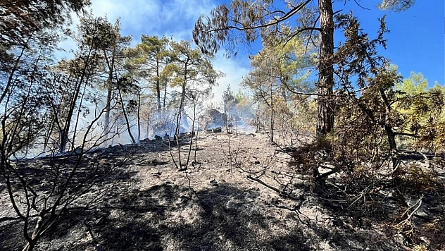 Ormanlık alanda yangın çıktı