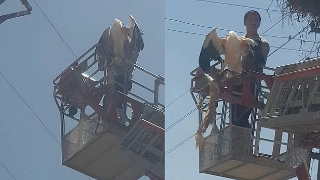 Palu'da yaralı leylek itfaiye ekipleri tarafından kurtarıldı