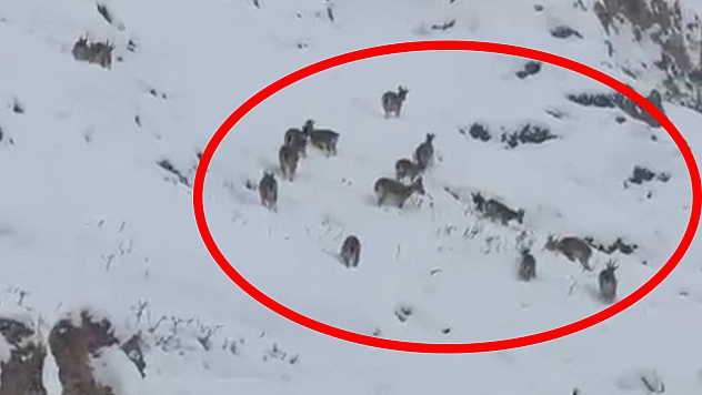 Palu Kalesi'nde kar altında dağ keçileri görüntülendi