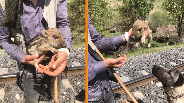 Peşine Takılan Yavru Yaban Domuzunu Önce Sevdi, Daha Sonra Doğal Ortamına Bıraktı