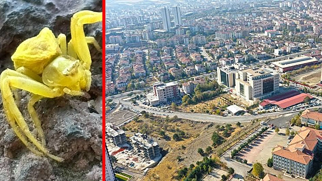 Renk değiştiriyor, avını sessizce izliyor: Elazığ'da nadir tür