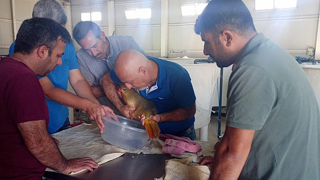 Sağma İşlemlerinin Ardından Anaç Balıklar Göle Bırakıldı