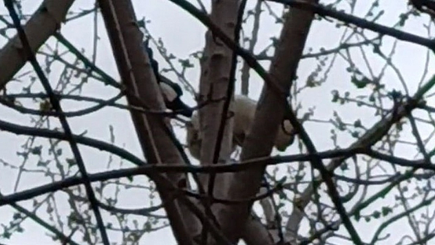 Saksağan Ağaçtaki Kediyi Gagasıyla Vurarak Düşürmeye Çalıştı