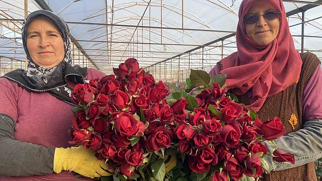Sevgililer Günü gül üreticisinin yüzünü güldürecek