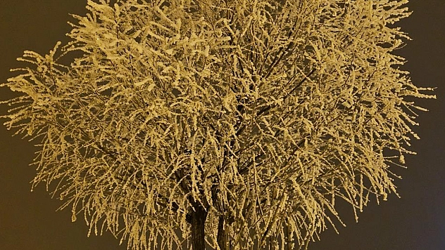 Soğuk gece Elazığ'da ağaçları beyaza boyadı