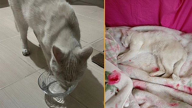 Sokak Sokak Aradığı Kayıp Kedisine Sonunda Kavuştu