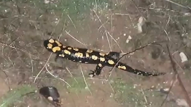 Soyu Tehlikede Olan Benekli Semender Görüntülendi