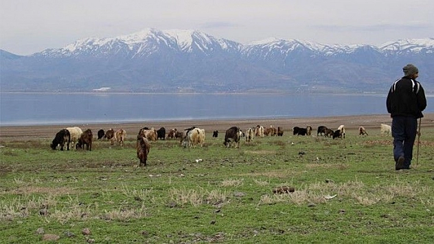Suların çekildiği baraj havzası hayvanlara otlak oldu